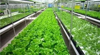 星宏關(guān)注 山東省將打造 名牌 農(nóng)產(chǎn)品