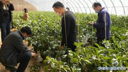 靖遠:&ldquo;三區(qū)&rdquo;人才科技服務助力打贏脫貧攻堅戰(zhàn)