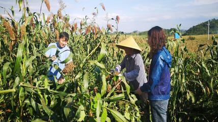 助推鄉村振興--省農科院科技特派員赴普定開展技術服務