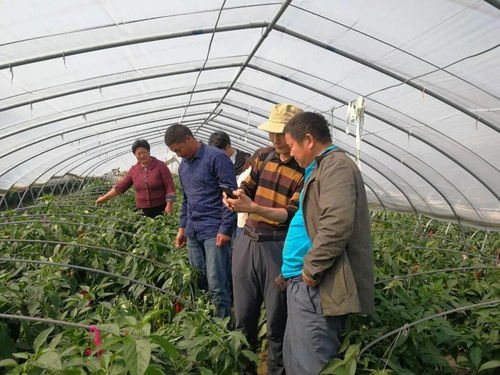 關(guān)注 綠色高地 科技導(dǎo)航 我區(qū)推動(dòng)科技農(nóng)業(yè)發(fā)展邁進(jìn) 快車(chē)道