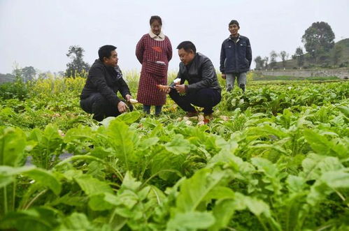 重慶農(nóng)科院 2023年科技成果發(fā)布會(huì) 見(jiàn)證農(nóng)業(yè)科技 重慶制造 發(fā)展成就