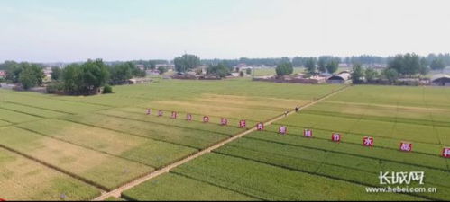 到2022年 河北農業(yè)科技進步貢獻率超61.5