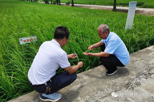 北大荒 進(jìn)駐 廣東第一田 在臺(tái)山打造現(xiàn)代農(nóng)業(yè)示范基地
