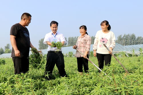 譙城區(qū)牛集鎮(zhèn) 志愿服務(wù)到田間 農(nóng)業(yè)科技送地頭