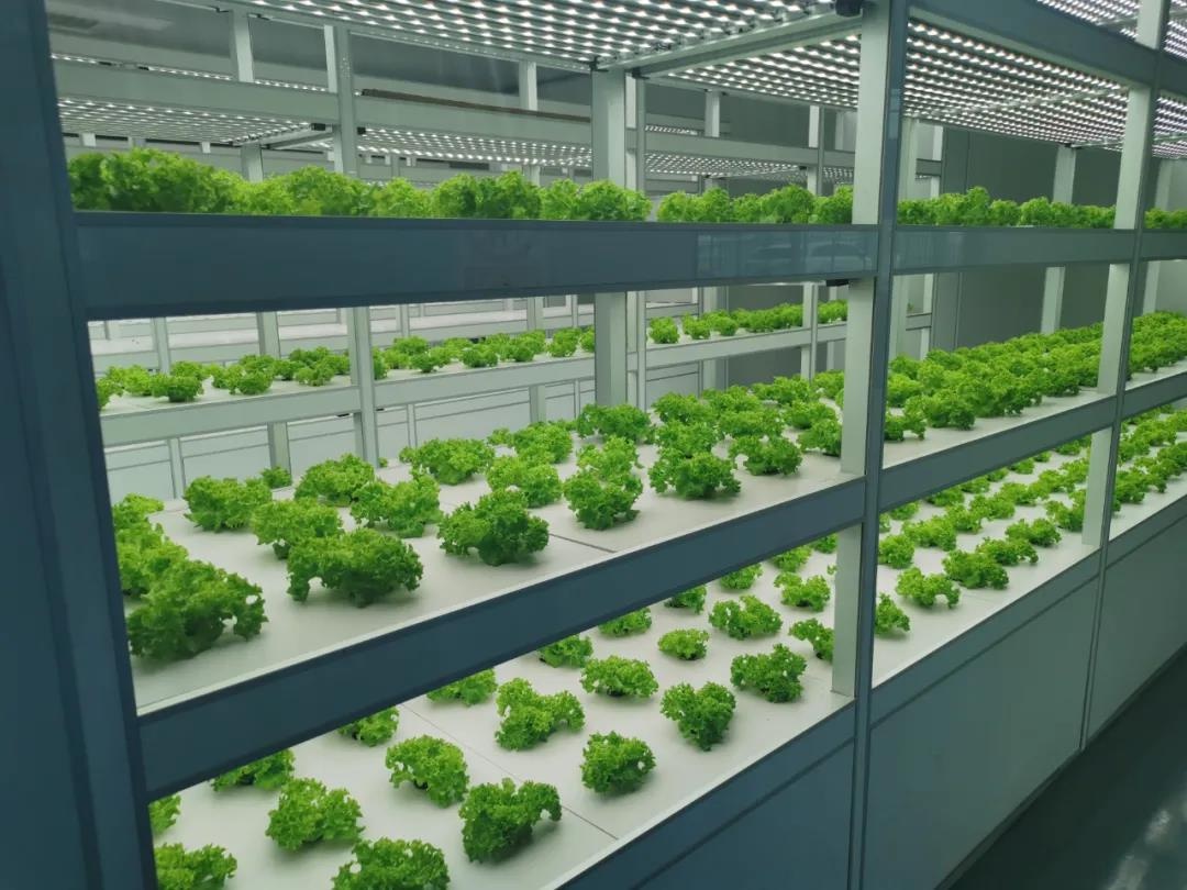 南通市首個(gè)全電智慧植物工廠滿滿科技范兒