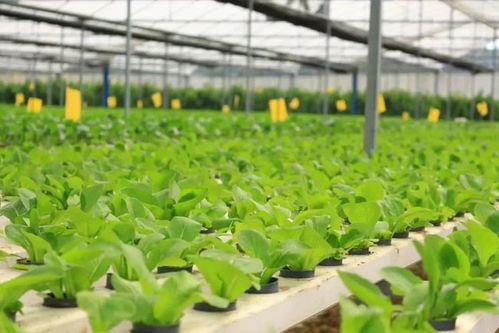 廣東一豐農(nóng)業(yè)科技公司入駐深圳灣 肇慶 新經(jīng)濟加速器