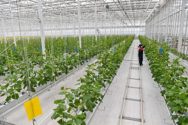 植物工廠 現代農業科技的創新革命