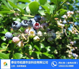柏源農業科技公司 專業組培藍莓苗與農業科技服務